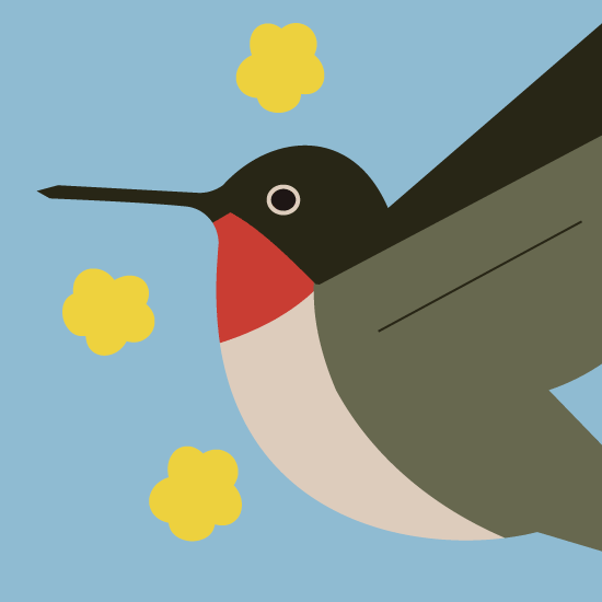 illustration of a Ruby-throated Hummingbird