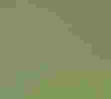 A small yellow and black bird perches on a vine amid out of focus green leaves.