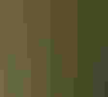 An owl sits in a tree in a dark forest.