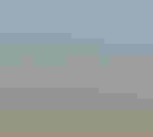 A Mountain Plover in flight.