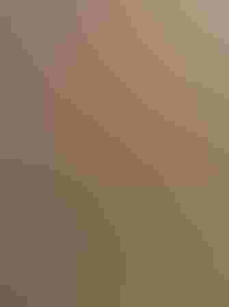 House Finch